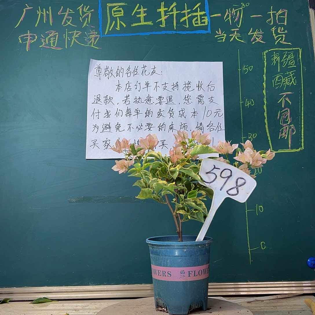 当前无花栽培后可以开花双杆 马斯598