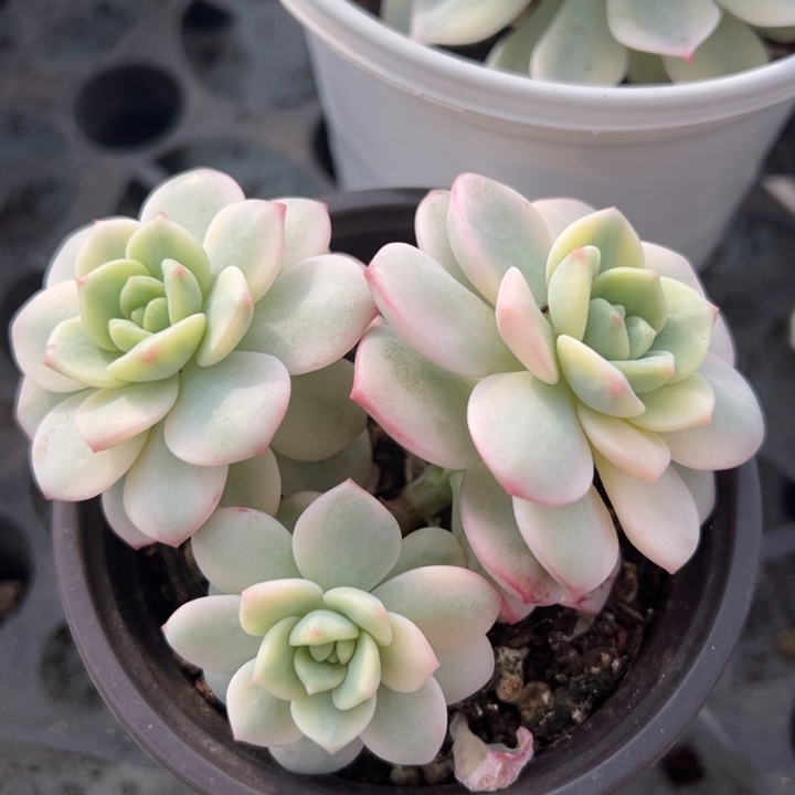 香草锦一物一拍锦龙