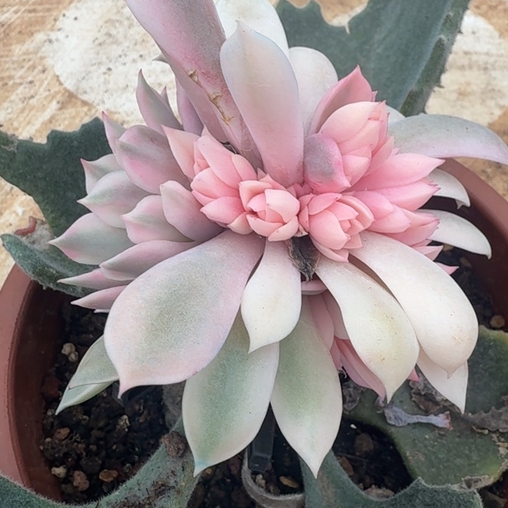 粉蝶锦腹轮锦带嫁接木