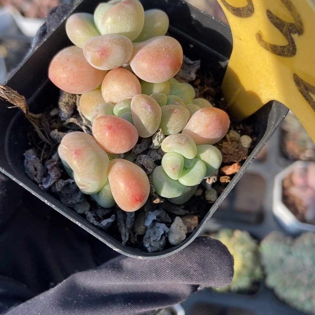 532红洛神多肉植物