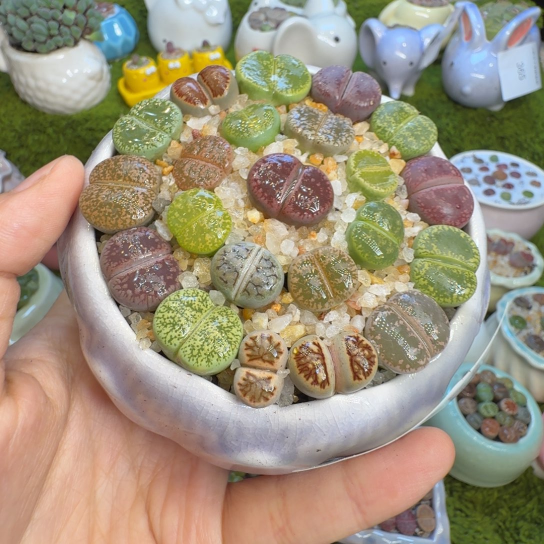 我***鱼多肉植物福利冲423