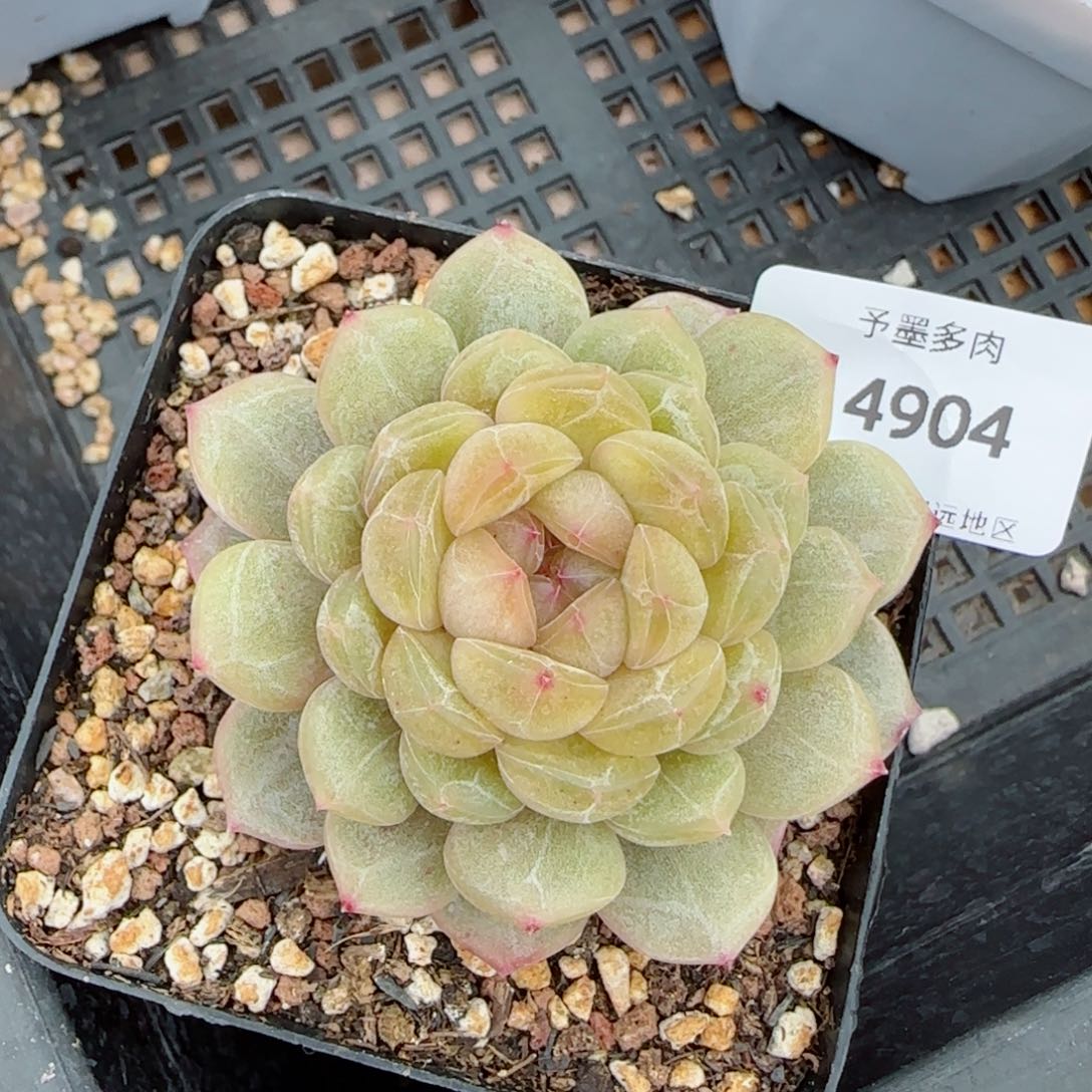 白恋，4904多肉植物