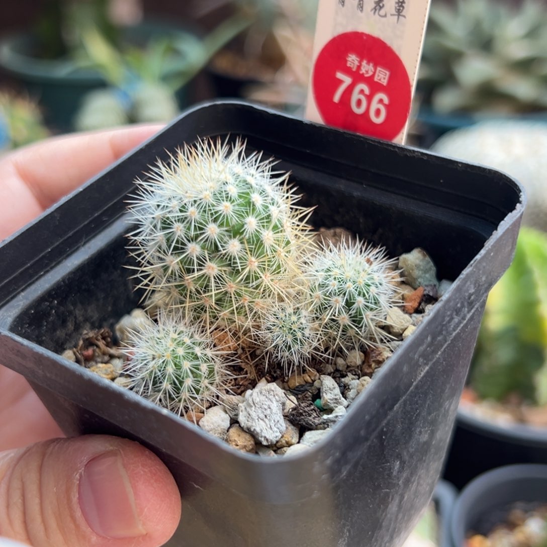 实生千鹤丸群一棵仙人球