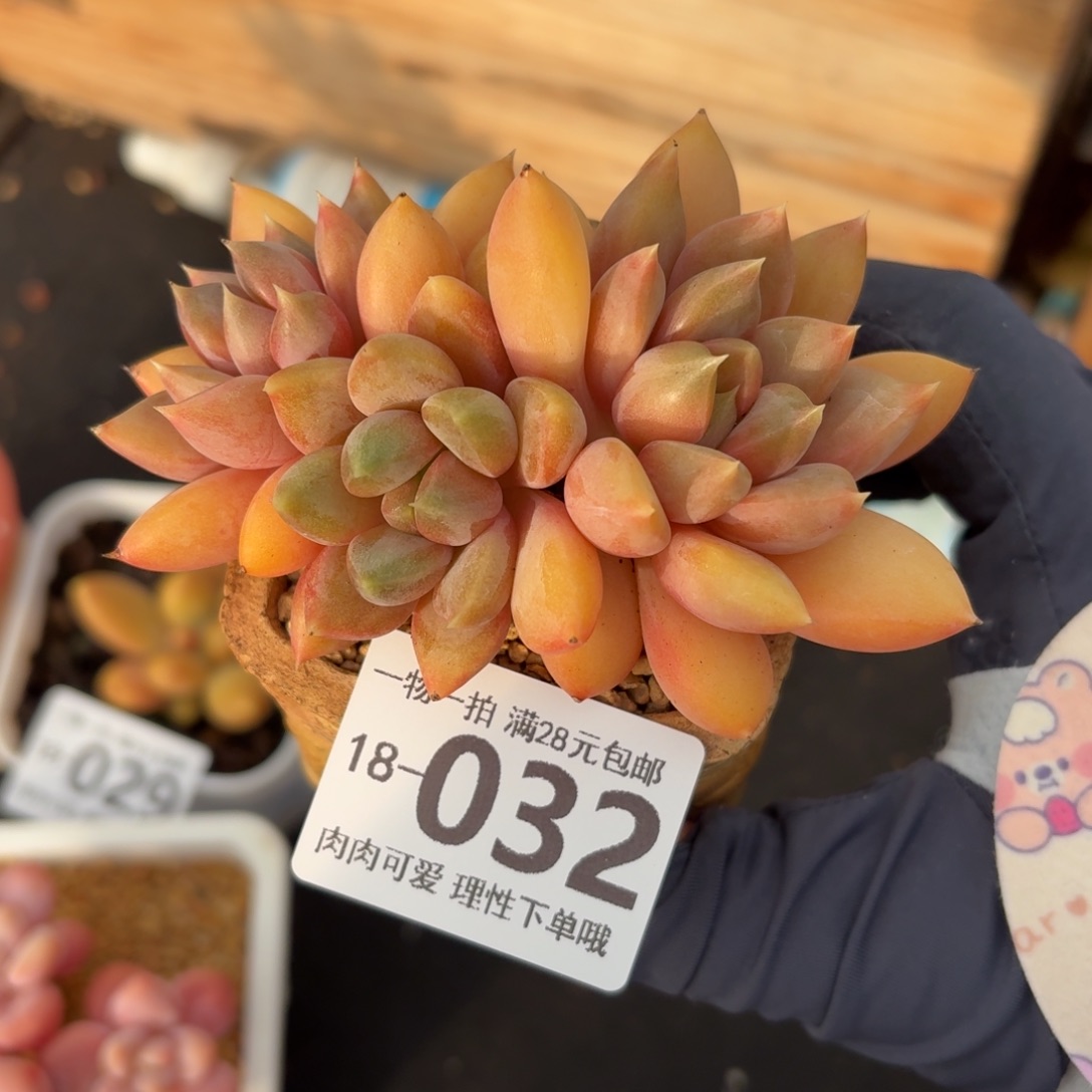 红象牙无盆土发货无