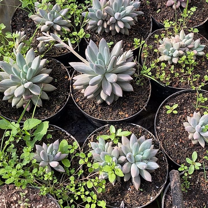 哥特萝莉可挑可选元旦福利