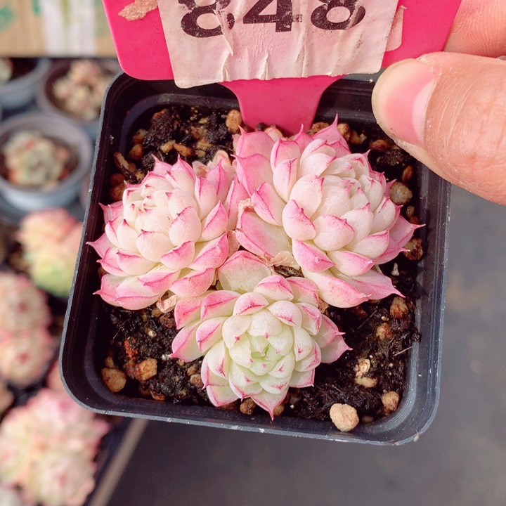 女王6cm不包整群