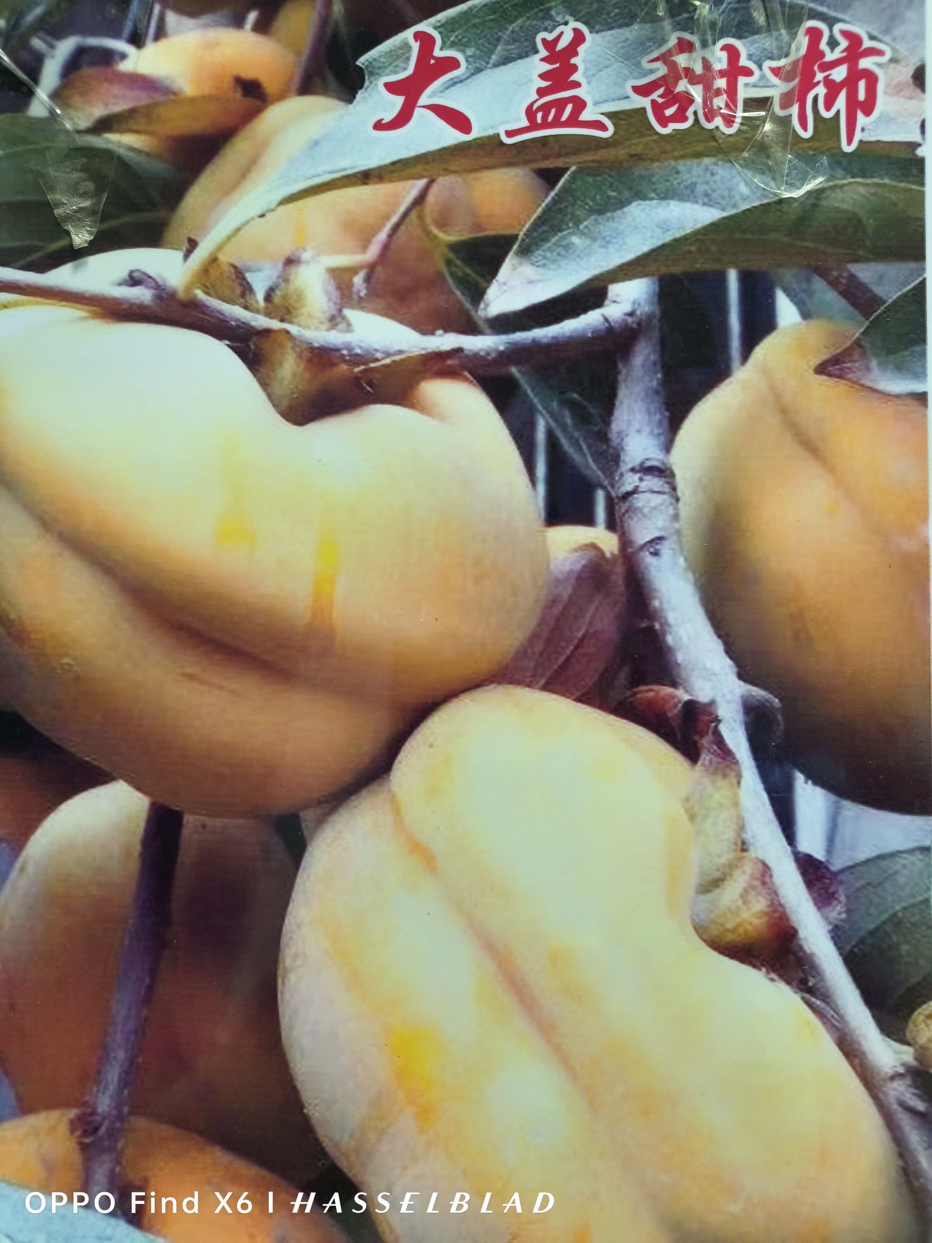 大甜盖柿子，耐寒35度以下。