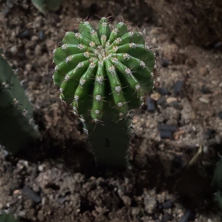 布***呐嘟1号秀蒲嫁接5加福利