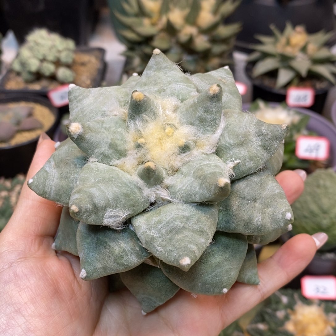      58号 苗接 翘尤青瓷9.5公分 无根