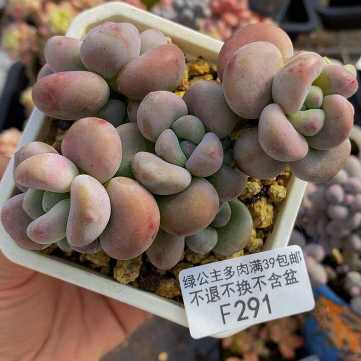 腰子洛神10cm291多肉植物