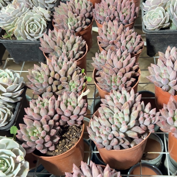 新疆包邮 水晶球