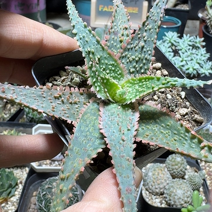 758园艺芦荟脱土发货