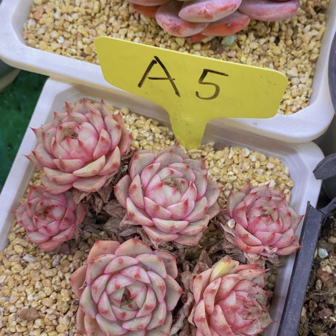 开心多肉，今天不对称，不包价