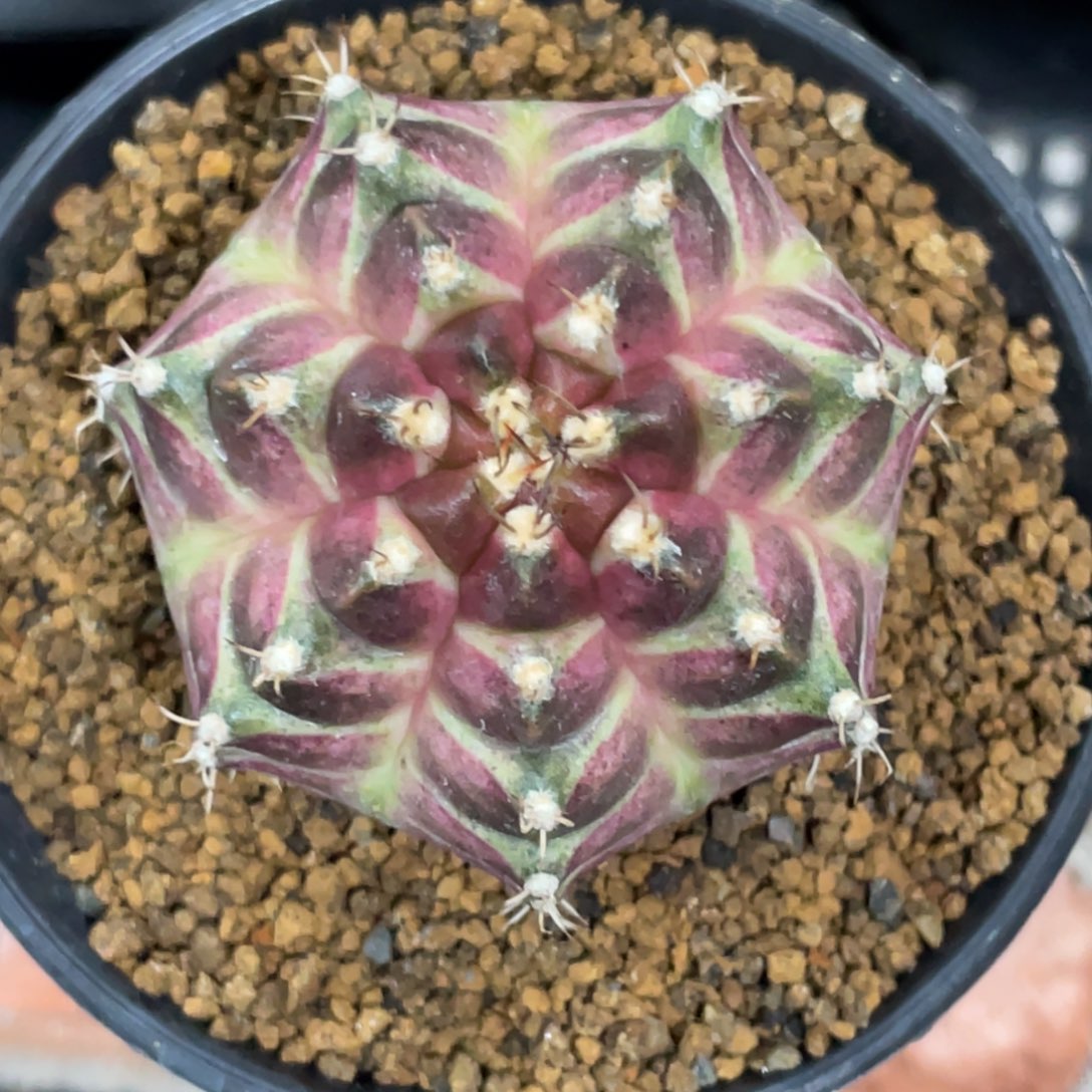 当前无花朵，栽培后可花朵7棱皇氏梦想轮回