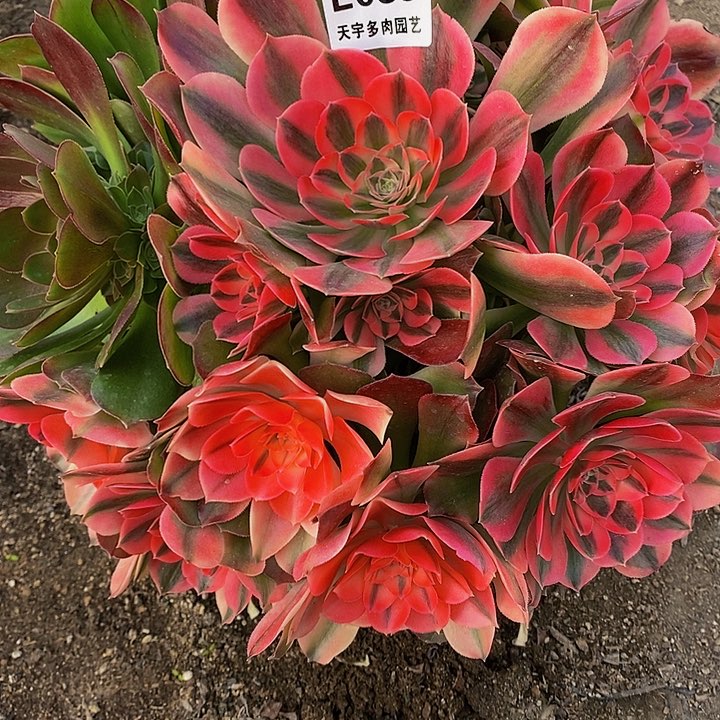 多肉香妃083多肉