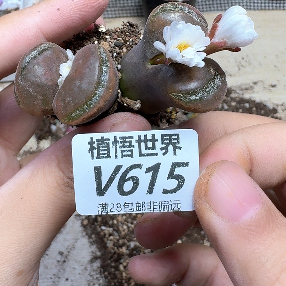 多肉植物的人生fgb