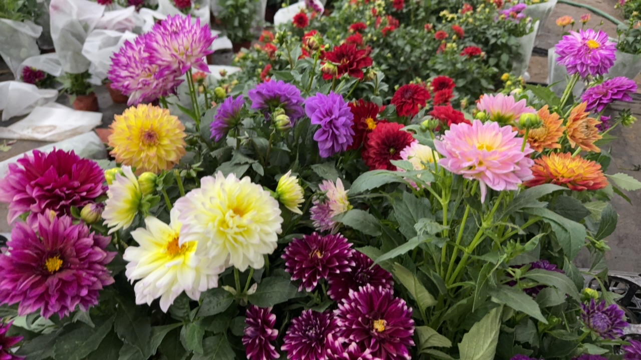 小丽花盆栽带花苞发货四季开花南北方可养好养花卉