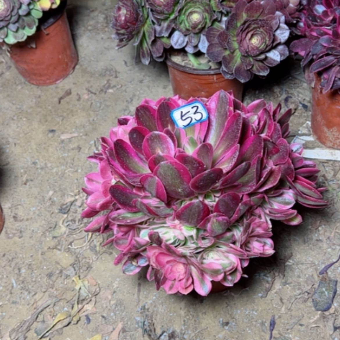 【闪购商品】多肉植物粉女巫53