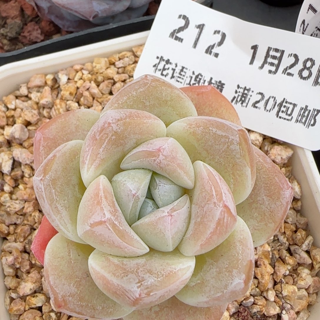 花语逸镜0128-212