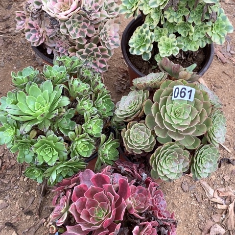 061五颗法师多肉植物
