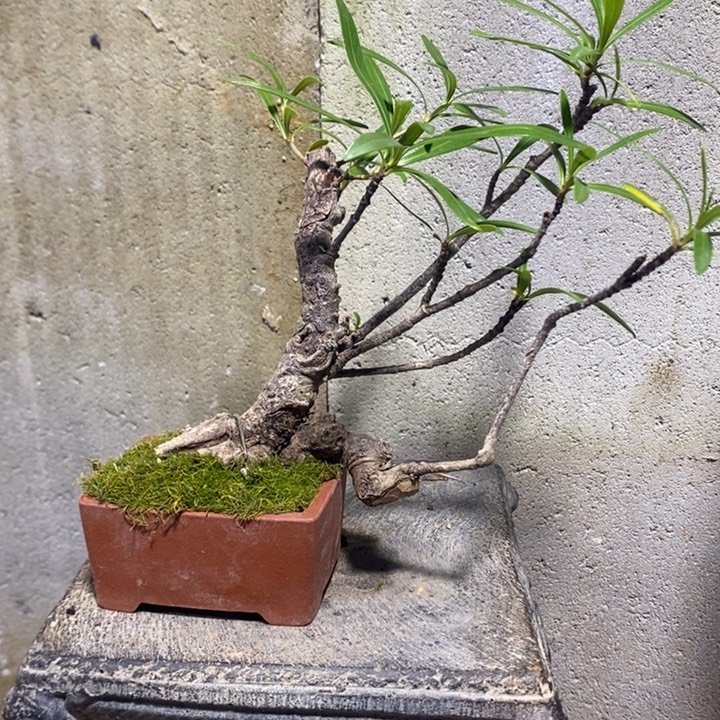時***光以实际为准盆景绿植盆栽1