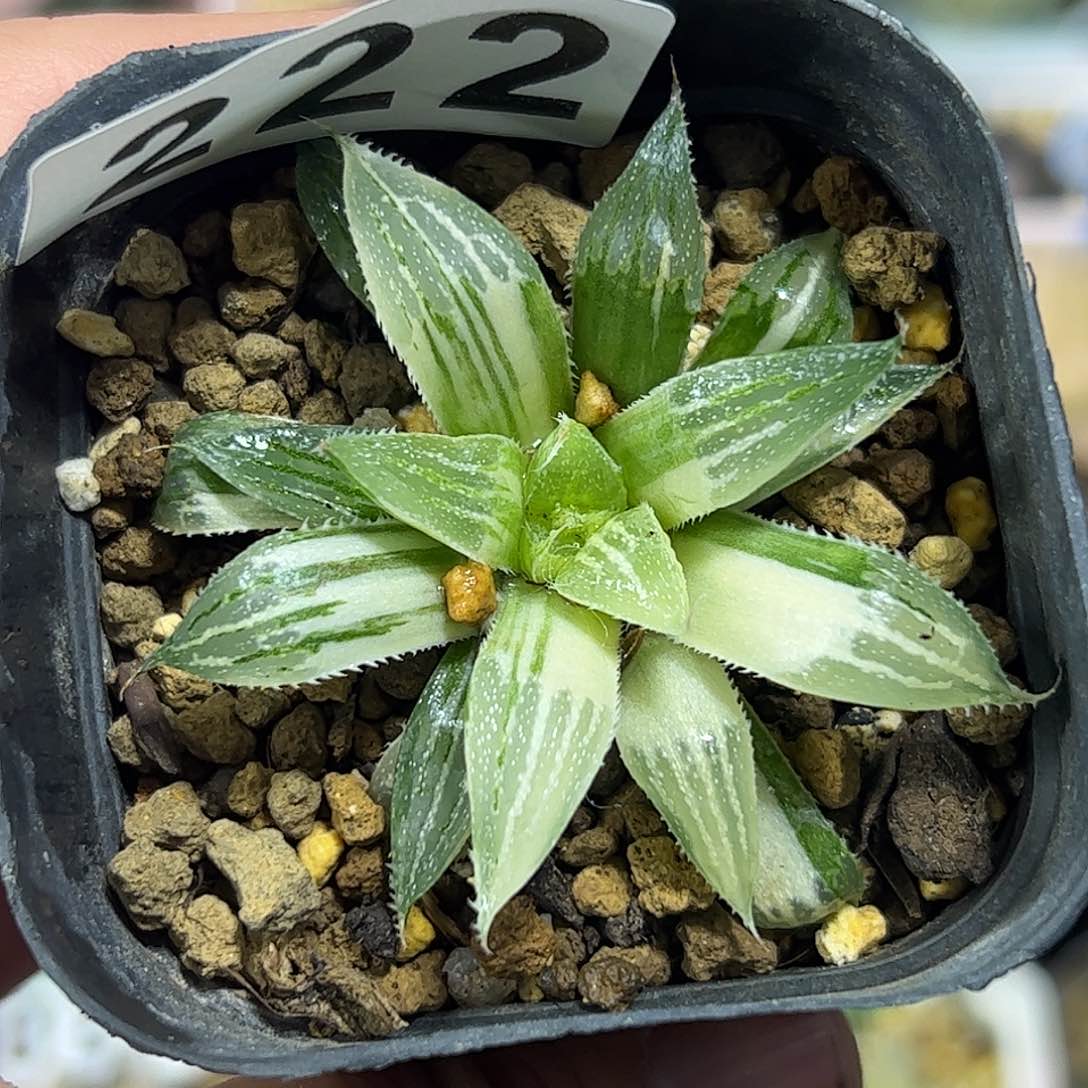 时****云红红火火恍恍惚惚