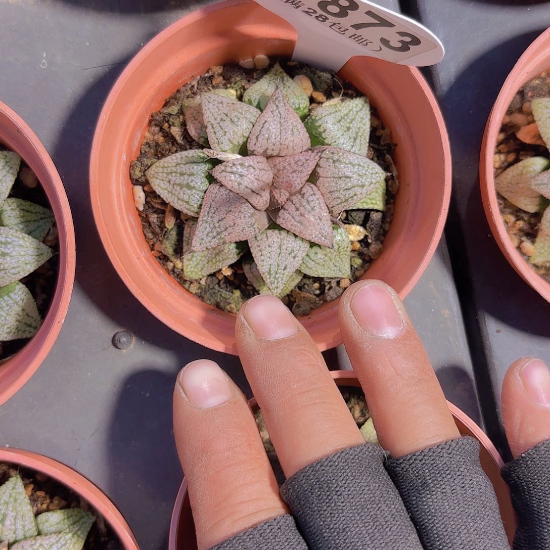 A873白雪一物一拍