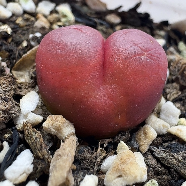 老马生石花1.9吕红2018