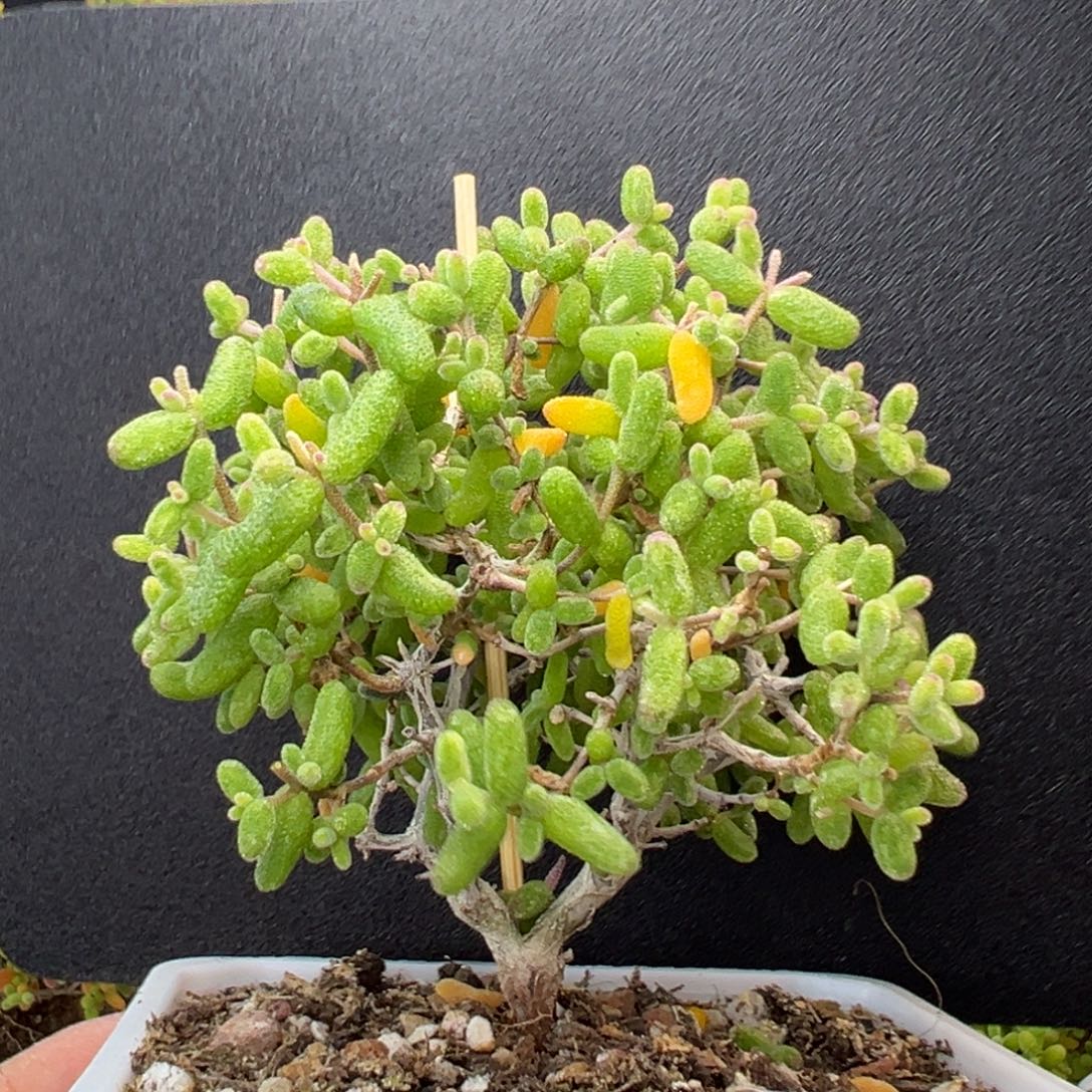 dy3698糖球白糊斑锦冠幅8