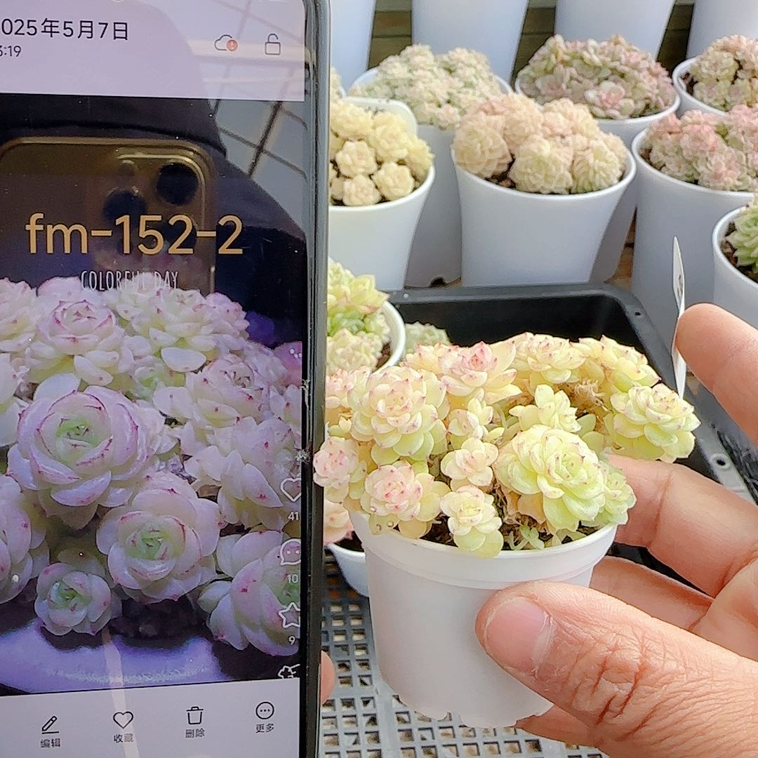 1207-48（fm-152-2）多肉