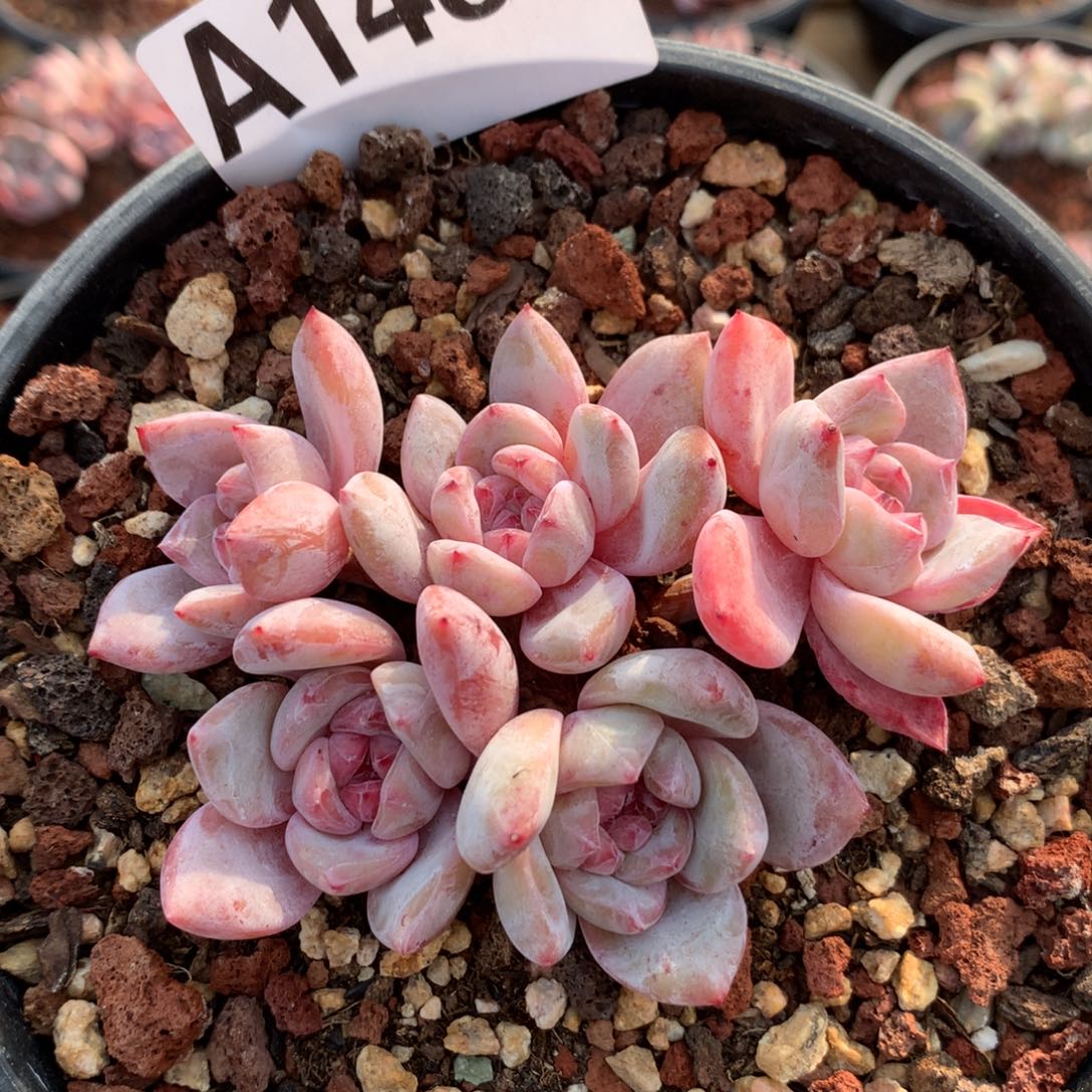 A1489 橙梦露小脸一头一桩 新年福利