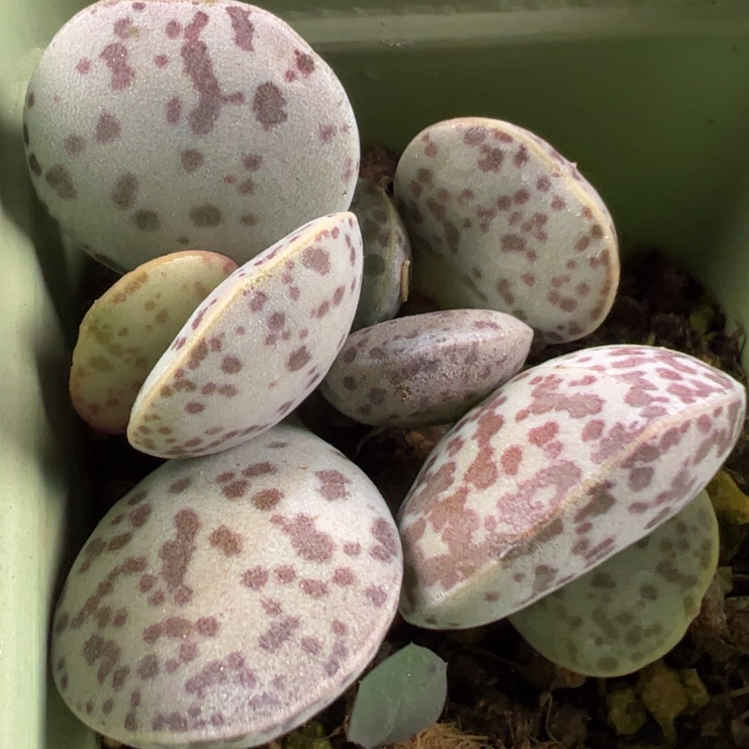 花蛋桩子多肉植物水泡