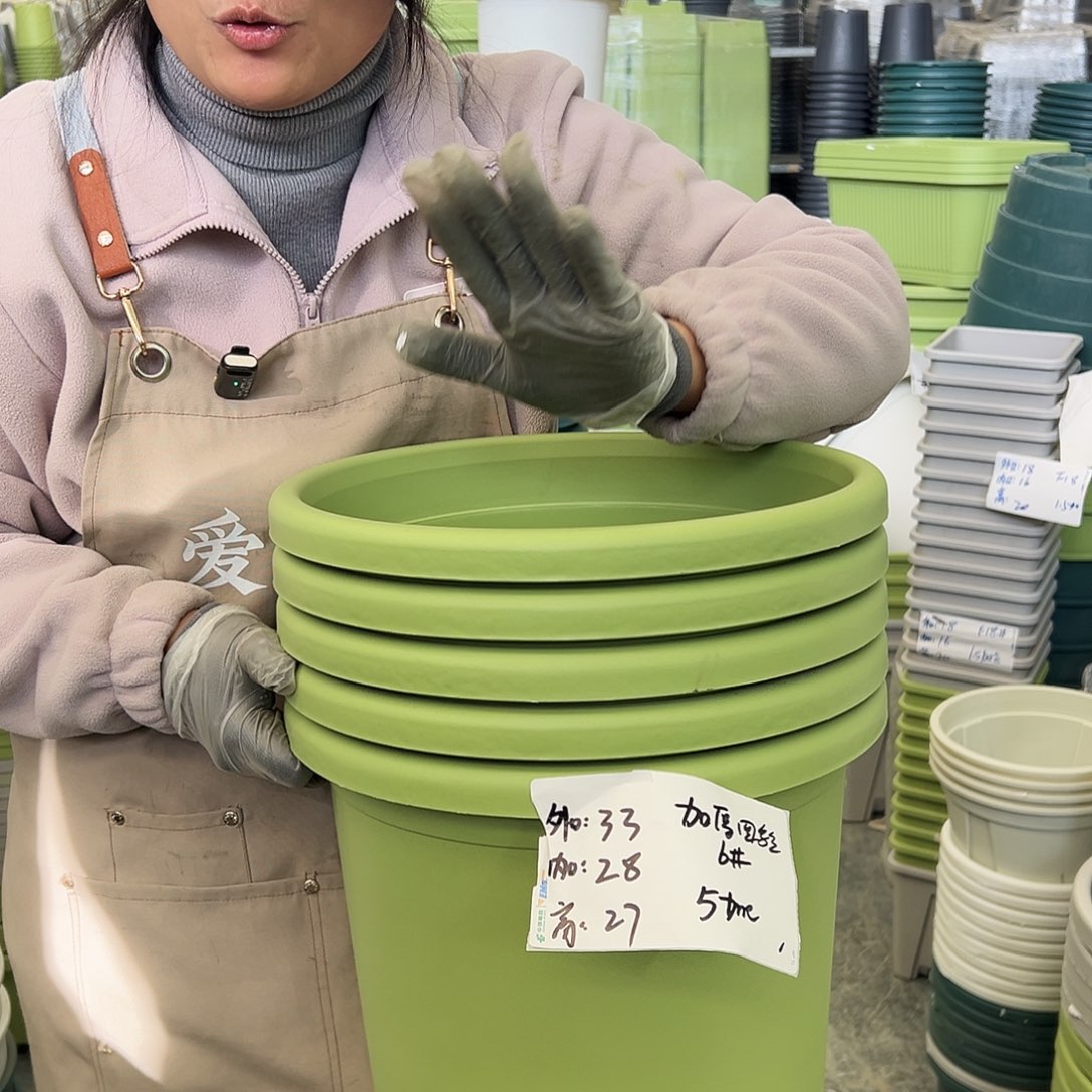 四季盆6#果绿色5个无托