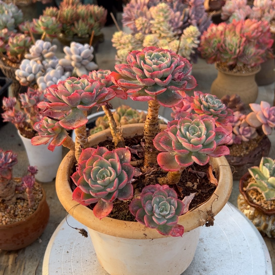 泪无痕38 零零多肉植物