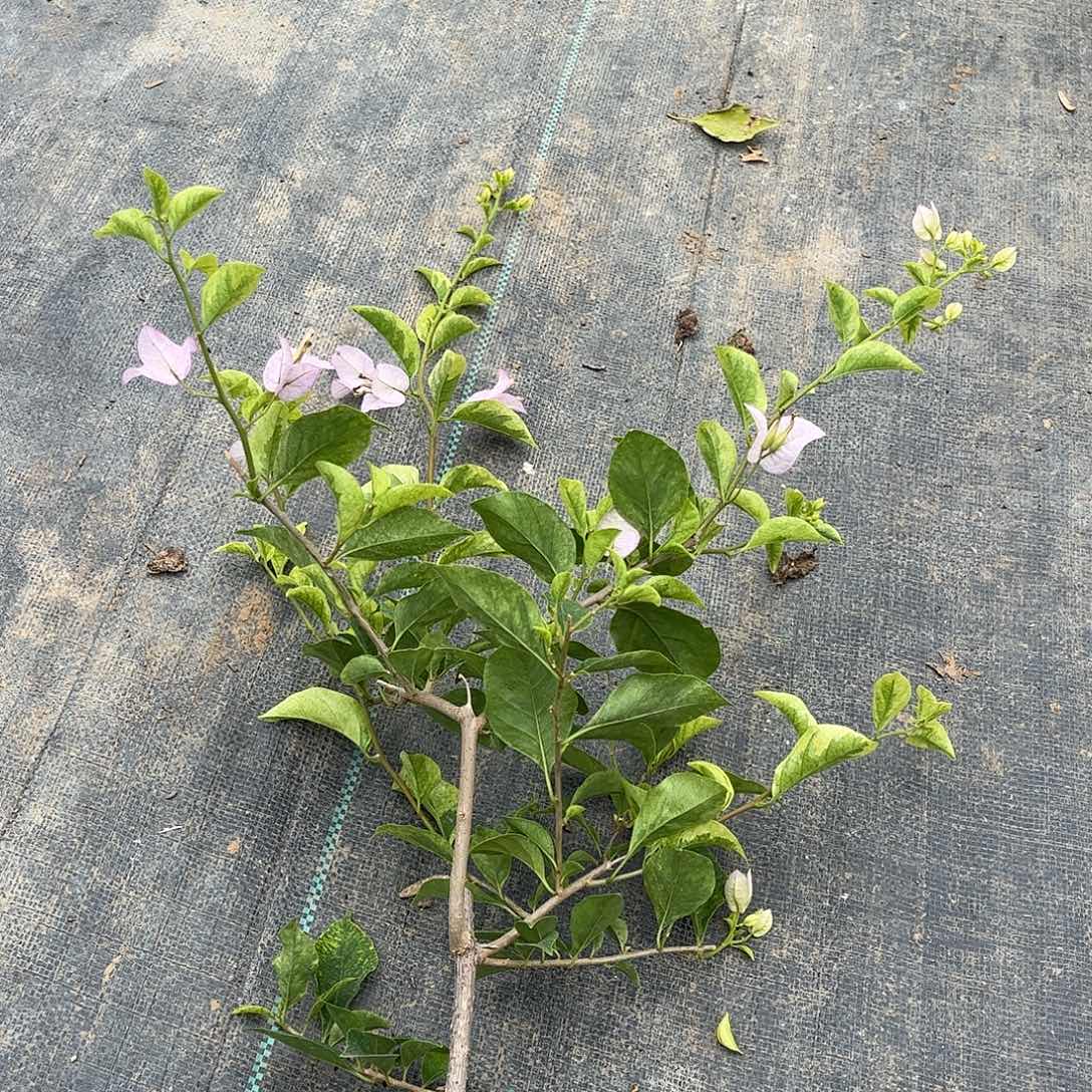 当前无花栽培后可以开花【高丽娜一棵】随机发货福利款不售后