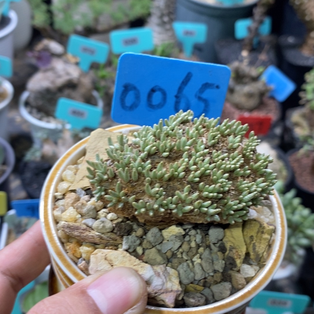 任锦多肉植物一个