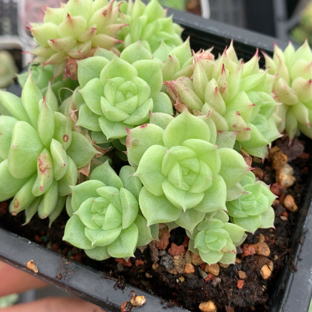 0526-376 麦秆优选