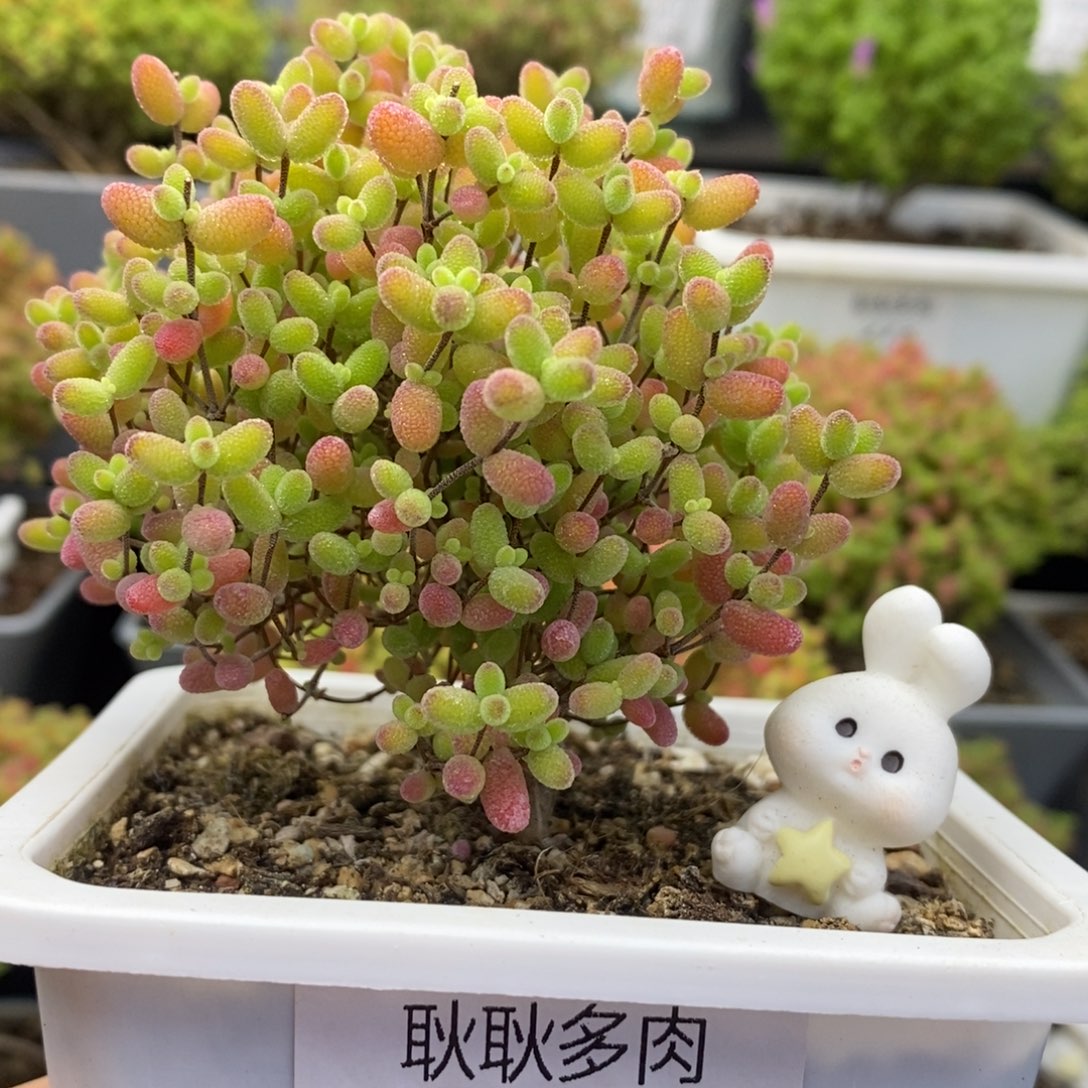 362号优选蜜橘糖球多肉