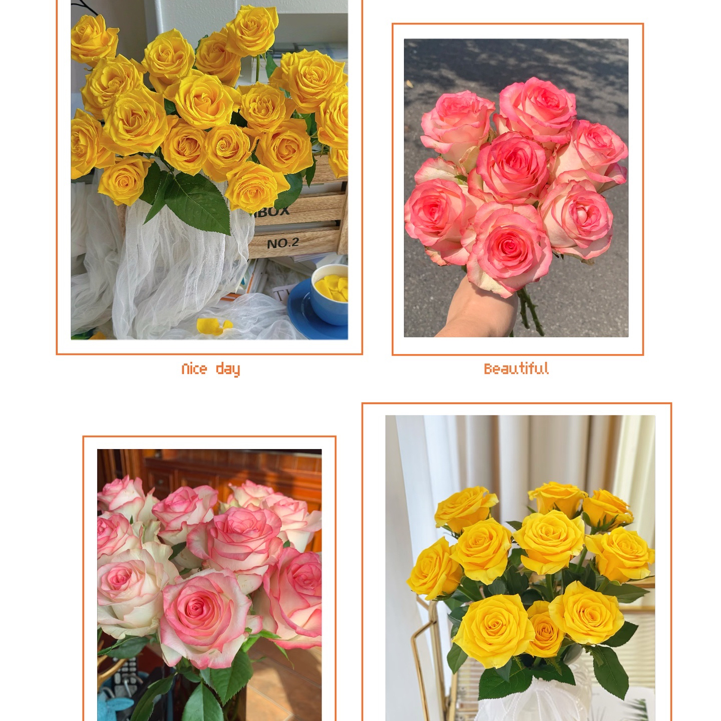 【浪漫沙滩+艾莎玫瑰】 同地址任意拍2单冷链送货上门