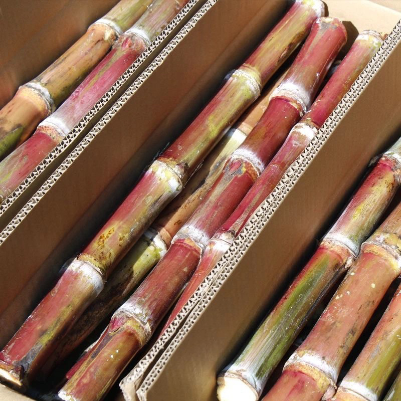 【云南老品种】红皮脆皮甘蔗农家自种现砍脆甜可口新鲜水果甘蔗