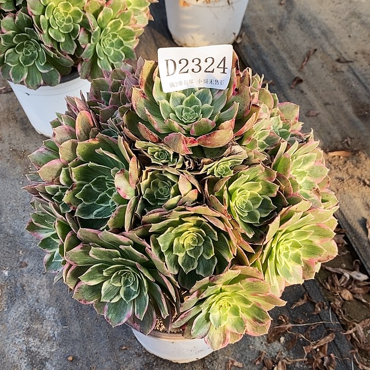 2324粉海王多肉植物