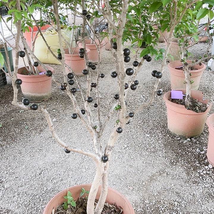 美***123455667778887苗