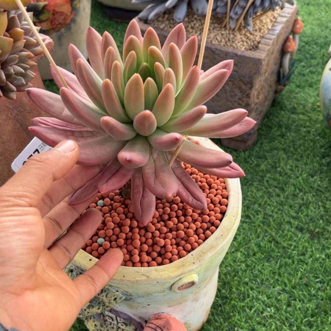 左***死橙色奇迹多肉植物977