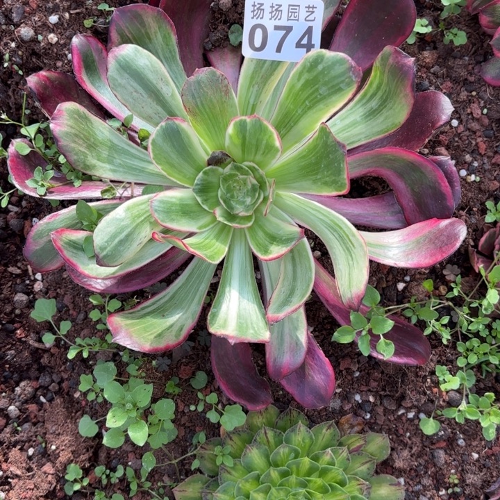 草***丁无花朵074多肉法师发货