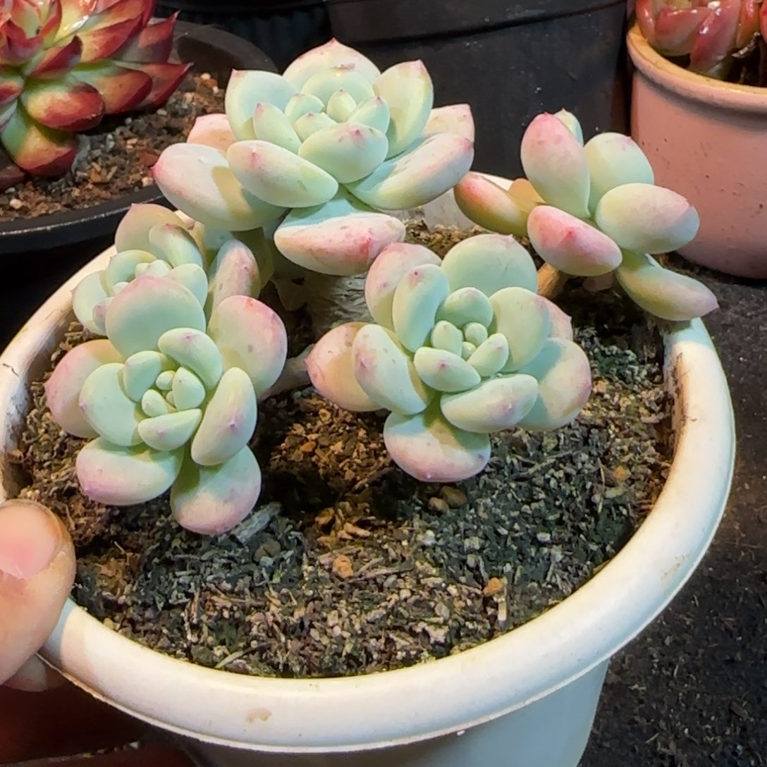 望舒一物一拍包装收缩花旱