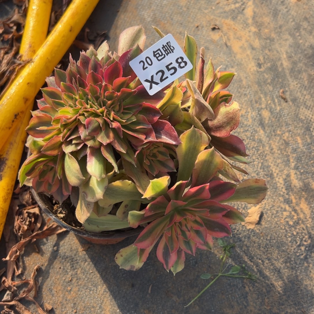 258福利，随翻单，，满20包邮