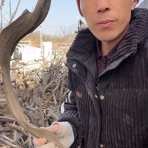 【闪购商品】柏木（崖柏）1100000