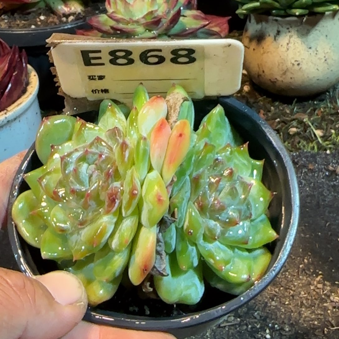 珍妮惊鸿一物一拍包装收缩花旱