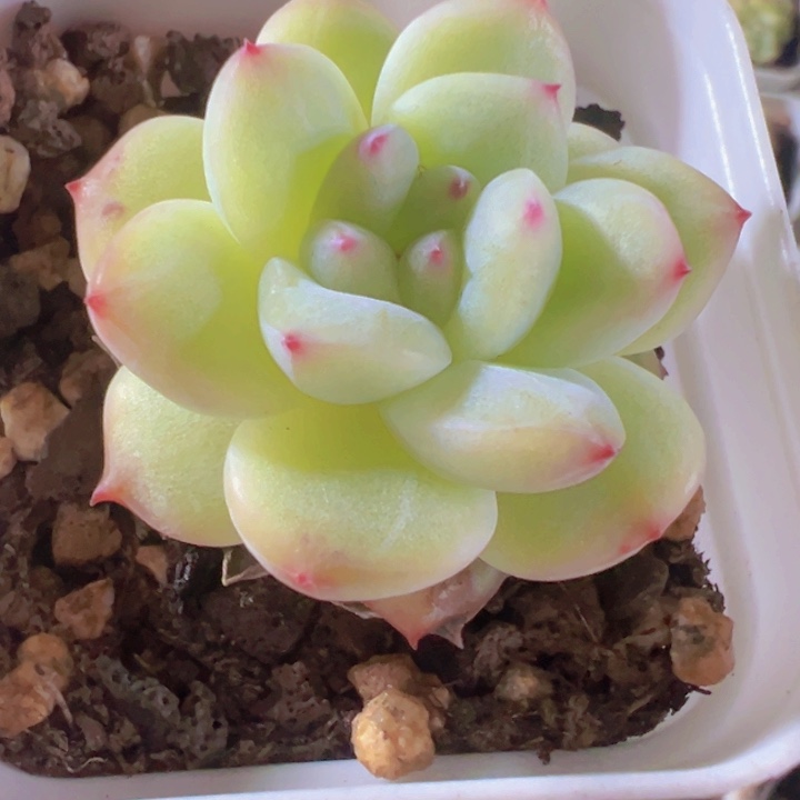 寒菲精品多肉植物