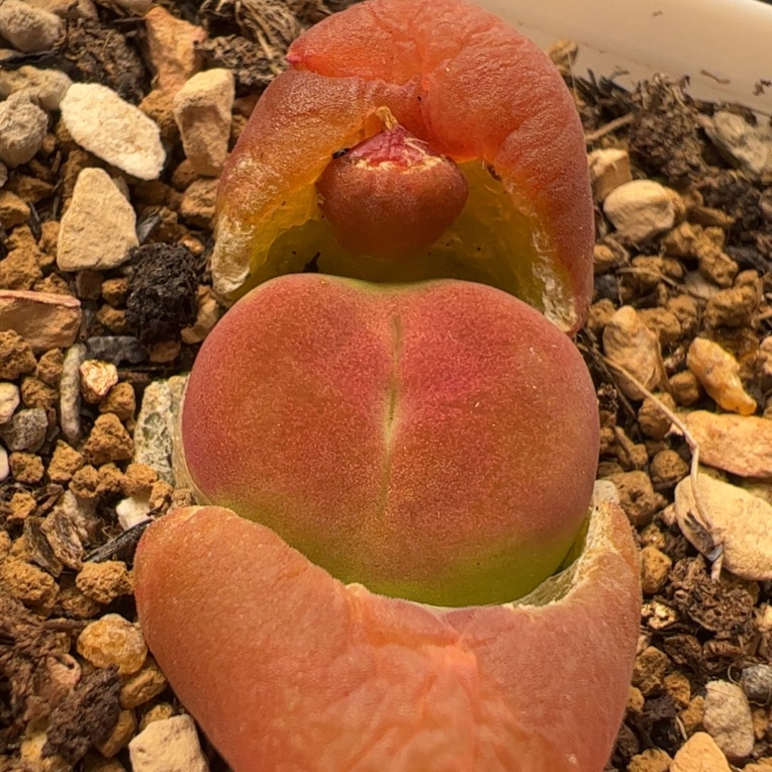 多肉植物百科257